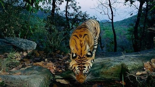 Siete proyectos para proteger al tigre en marcha