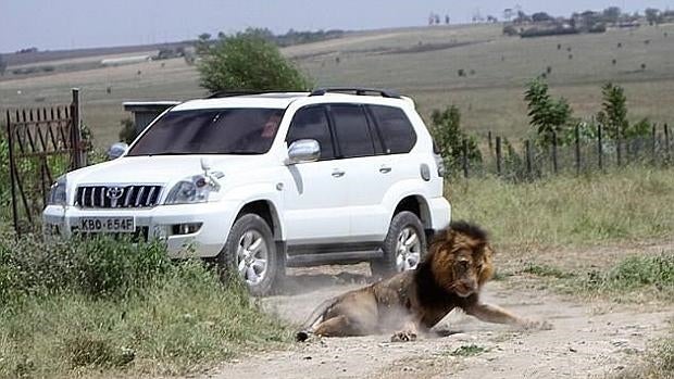 Ayer los agentes mataron a otro león que también había escapado