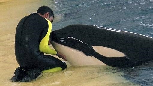 Un entrenador con una orca del Loro Parque, en Tenerife