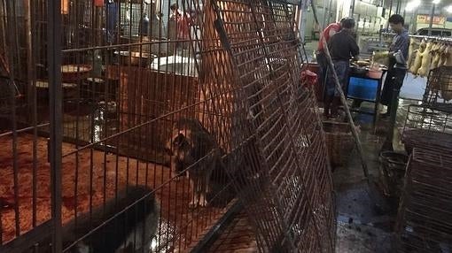 Las plataformas animalistas denuncian el comercio ilegal de carne de perro en Yulin, China