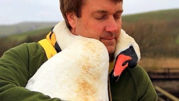 Wiese y un cisne del refugio Abbotsbury Swannery