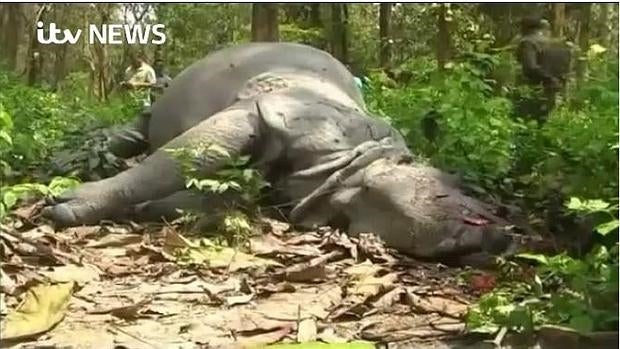 El Parque Nacional de Kaziranga (India) es Lugar Patrimonio de la Humanidad