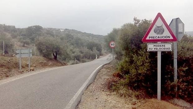 El Ayuntamiento de Montoro ya colocó 15 señales advirtiendo de la presencia de linces a finales de 2015