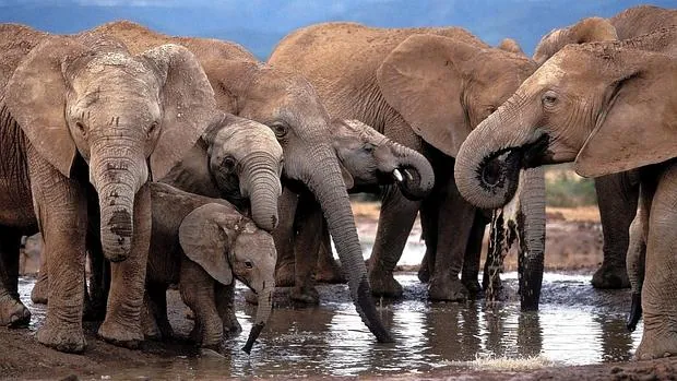 Imagen de archivo de varios elefantes africanos