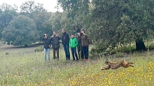 Suelta de linces ibéricos en Castilla-La Mancha