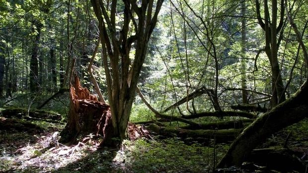 Este bosque alberga la mayor población de bisonte europeo, una especie emblemática de la región