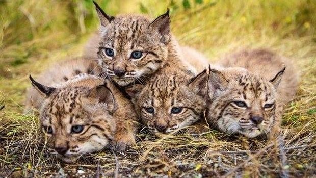 Los cuatro cachorros de la hembra de lince ibérico «Fauna»