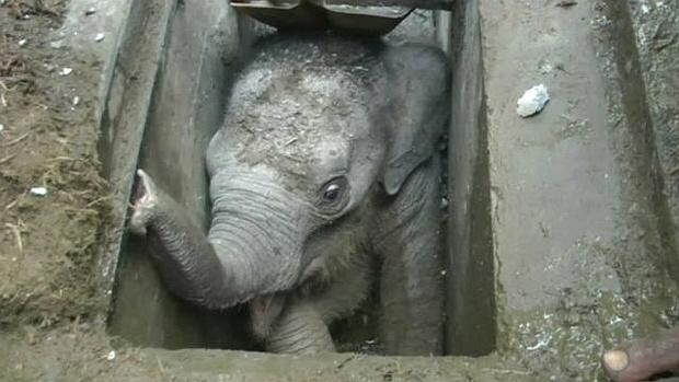 El bebé elefante que tuvo que ser rescatado de la alcantarilla donde había quedado atrapado