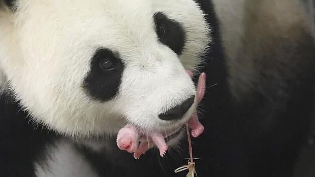 ensillar Línea de visión Duque Un oso panda gigante nace en un zoo belga