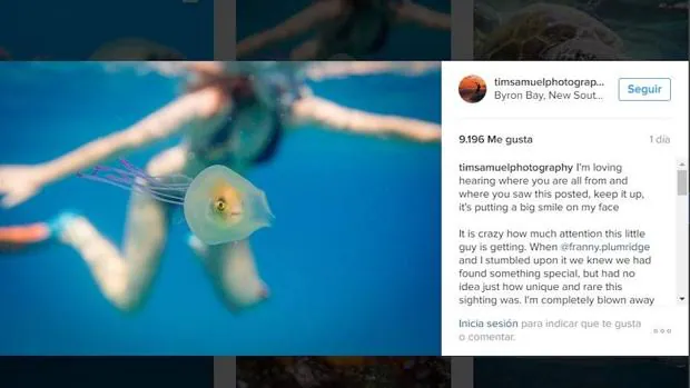 El pez podría encontrarse más seguro dentro de la medusa, opina un experto de la Universidad de Queensland