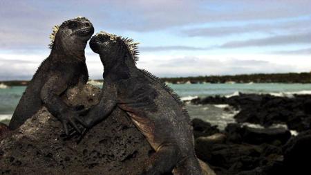 Lagartos de las Galápagos