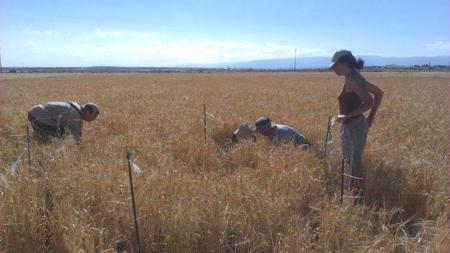 Voluntarios colocando vallado de proteción alrededor un nido de aguilucho cenizo