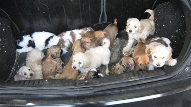 Rescatan a 20 cachorros del maletero de un coche en Escocia