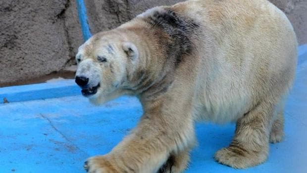 Controversia en Argentina por la muerte de Arturo, último oso polar del país