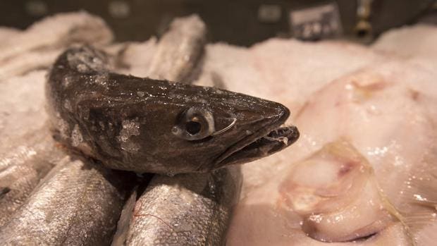 Un tercio de los peces con valor comercial se capturan a un nivel biológicamente insostenible