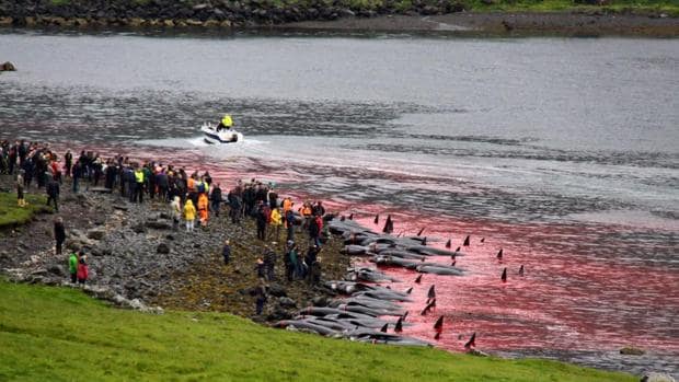 Sacrifican 120 ballenas en Islas Feroe como parte de una tradición anual
