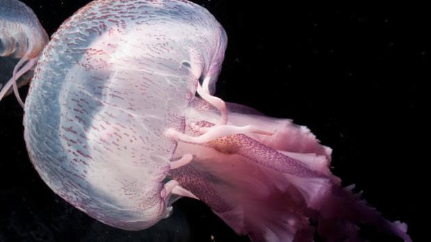 La mayor parte de las medusas viven a unas millas mar adentro y tan sólo llegan cerca de la costa cuando son arrastradas por las corrientes o los vientos de mar a tierra