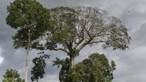 Investigadores de la Universidad Autónoma de Barcelona convivieron durante año y medio con tres sociedades indígenas en Borneo, Congo y la Amazonia