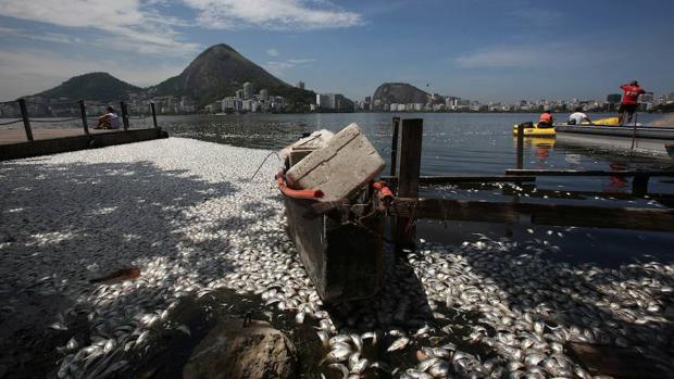 Peces muertos en Brasil