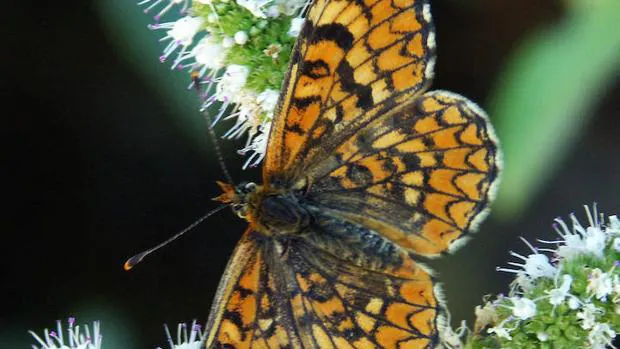 El UICN alertó de que 19 especies de mariposas del Mediterráneo, 15 de ellas endémicas, están a punto de desaparecer