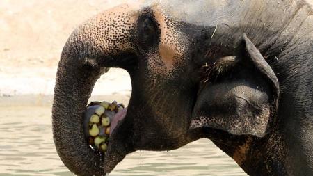 Un elefante, comiendo un helado de fruta