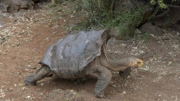 Ejemplar de una tortuga gigante. Se conocen 15 especies de estas tortugas, y tres de ellas se han extinguido