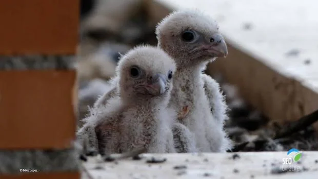 El ejemplar de halcón peregrino nacido en Fuenlabrada la primavera pasada que ha sido tiroteado, junto a su hermano