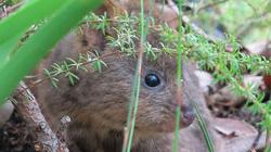 Quokka