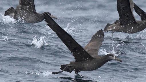 El primer fin de semana se celebra el Día de las Aves