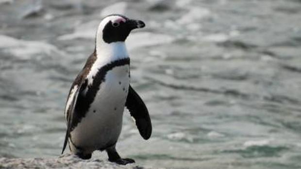 El pingüino africano se encuentra catalogado en peligor de extinción desde 2010 por la Unión Internacional para la Conservación de la Naturaleza