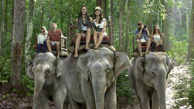 Un grupo de turistas pasea en elefante a través de un bosque
