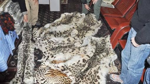 Pieles de leopardos de las Nieves decomisadas en un domicilio de Afganistán