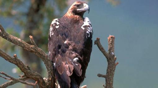 Águila imperial ibérica