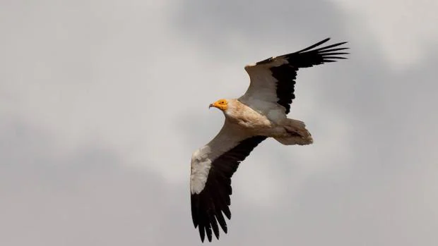 Una migración de aves de récord a su paso por el Estrecho: 466.000 ejemplares censados