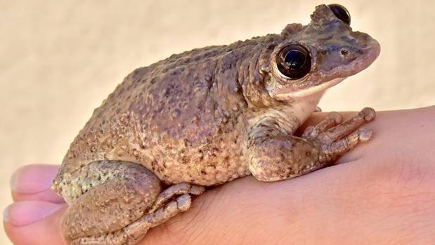 Ejemplar de Corythomantis greeningi, una rana venenosa