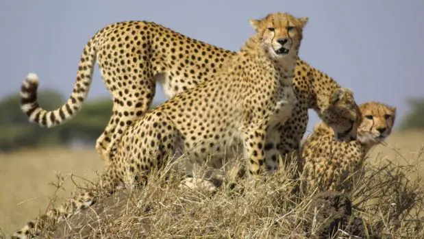 La situación del guepardo asiático es peor que la del guepardo africano