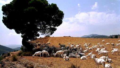 La Blanca Celtibérica es una raza de ganado en peligro de extinción