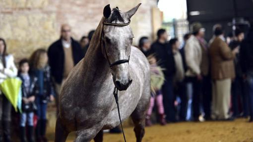 El Árabe tiene fama de ser un caballo valeroso y resistente