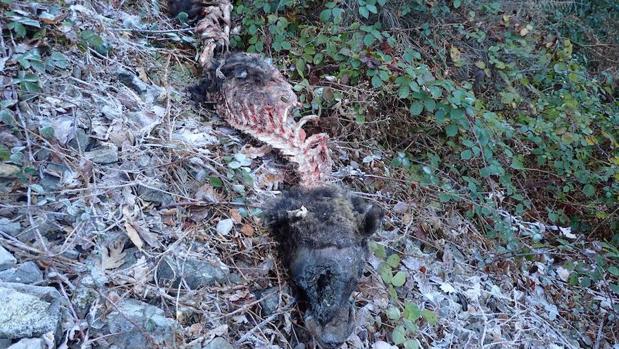 El cadáver de oso pardo ha aparecido en las proximidades de una Reserva Integral de Muniellos