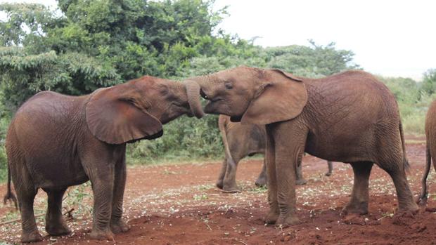 Zimbabue asegura que la venta de elefantes a China ayudará a sufragar sus programas de conservación de especies