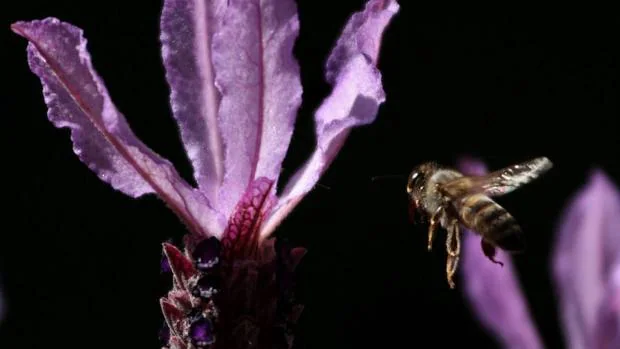 Este insecto robótico ya ha sido probado con éxito en el campo y ofrece una «esperanzadora alternativa» para hacer frente a la reducción constante de la población mundial de abejas