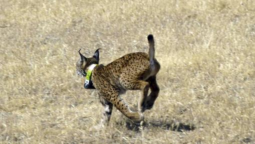 Liberación de un lince ibérico