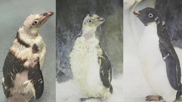 El plumaje protege a los pingüinos de las bajas temparaturas