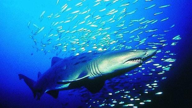 Estados Unidos, Australia y Sudáfrica son las regiones que lideraron los ataques de tiburones a personas