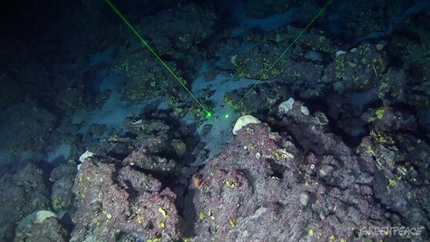 El nuevo arrecife de coral se sitúa a lo largo de la frontera de la Guayana Francesa con Brasil