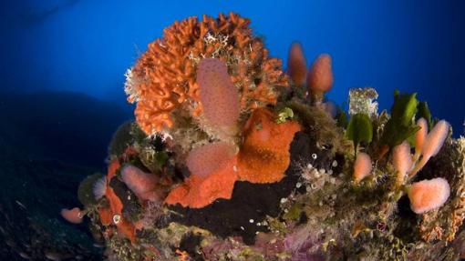 Falso coral (Myriapora truncata) en fondo rocoso con ascidias, esponjas, poliquetos y algas