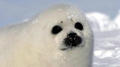 Foca