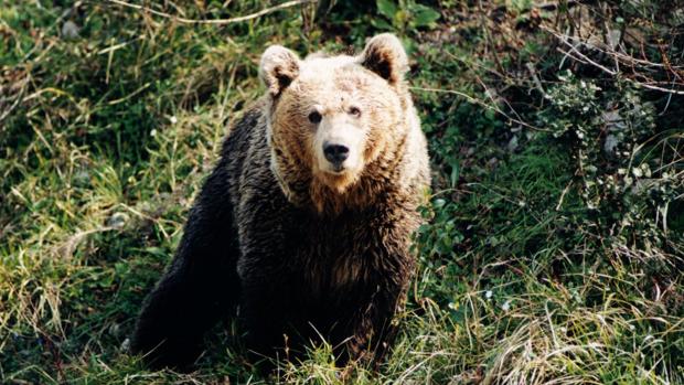 «Todos los países con presencia de osos cuentan ya con protocolos de intervención. España se había quedado rezagada», opinan desde la FOP