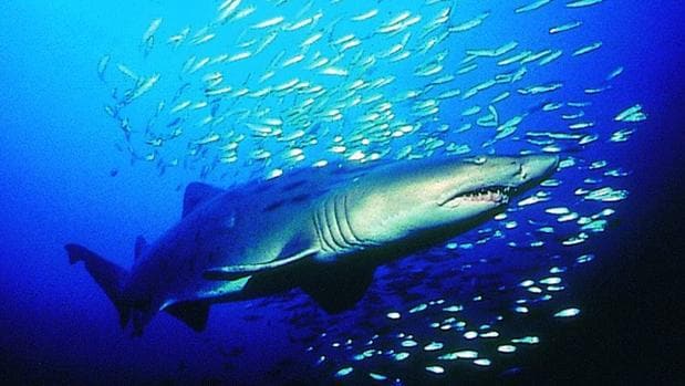 Un tercio de las especies de tiburones se encamina hacia la extinción