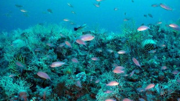 La pesca y el aumento de la temperatura están dañando la biodiversidad de las aguas del Pacífico, Atlántico e Índico